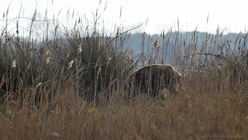 Dalla Sterpaia a Bocca d''Arno